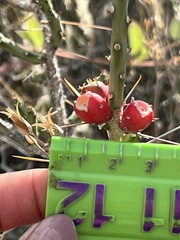 Cylindropuntia leptocaulis