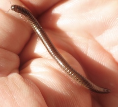 Parajulidae