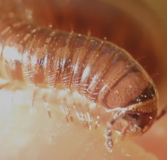 Parajulidae