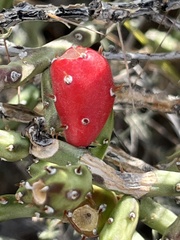 Cylindropuntia leptocaulis