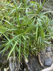 Cyperus alternifolius