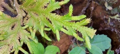 Selaginella repanda