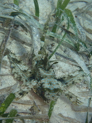 Dactylopterus volitans