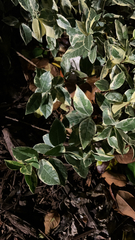 Trachelospermum asiaticum