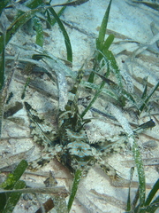 Dactylopterus volitans