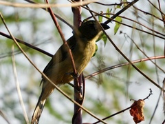 Saltator grandis