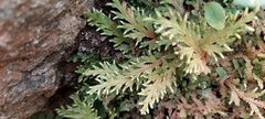 Selaginella repanda