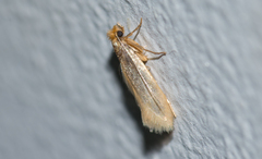 Tineola bisselliella