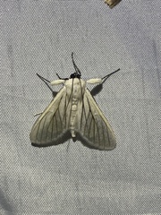 Polygrammodes quatrilis