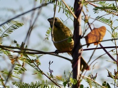 Saltator grandis