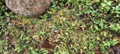 Selaginella repanda