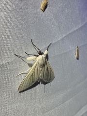 Polygrammodes quatrilis