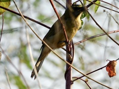 Saltator grandis