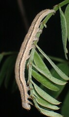 Catocala nuptialis