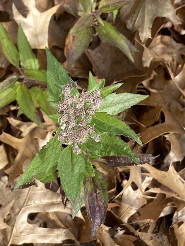Eupatorium serotinum