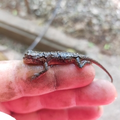 Urosaurus bicarinatus