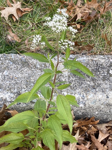 Eupatorium serotinum