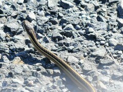 Thamnophis saurita saurita