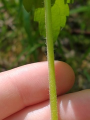 Aureolaria virginica
