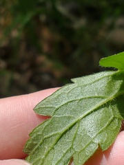 Aureolaria virginica