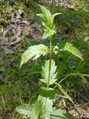 Aureolaria virginica