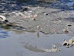 Pelecaniformes