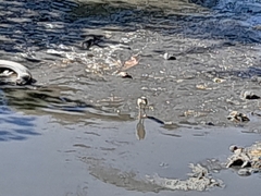 Pelecaniformes
