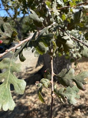 Quercus lobata