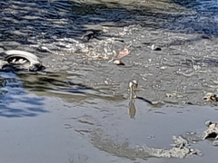 Pelecaniformes