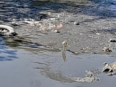Pelecaniformes