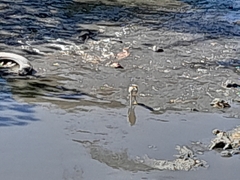 Pelecaniformes