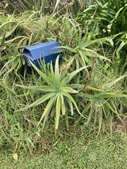 Aloe arborescens