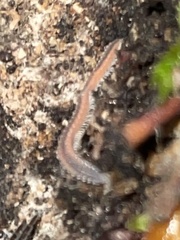 Gosodesmus claremontus