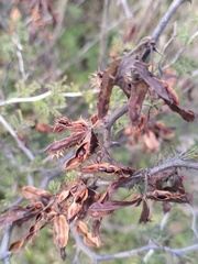 Mimosa aculeaticarpa