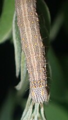 Catocala nuptialis