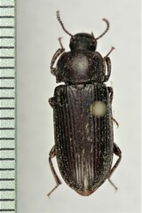Tenebrio molitor