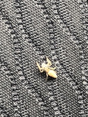 Opisthoncus polyphemus