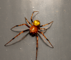 Araneus albotriangulus
