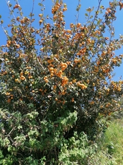 Crataegus mexicana