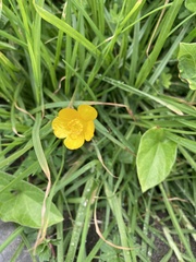 Ranunculus acris