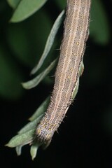 Catocala nuptialis