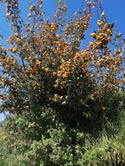 Crataegus mexicana
