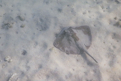 Hypanus dipterurus