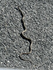 Thamnophis saurita saurita