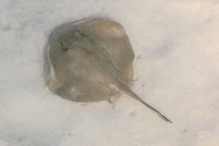 Hypanus dipterurus
