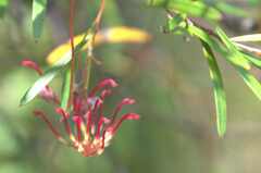 Grevillea diffusa constablei