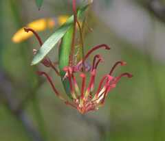 Grevillea diffusa constablei