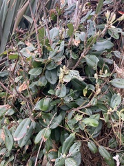 Metrosideros excelsa