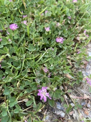 Trifolium resupinatum