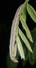 Catocala nuptialis